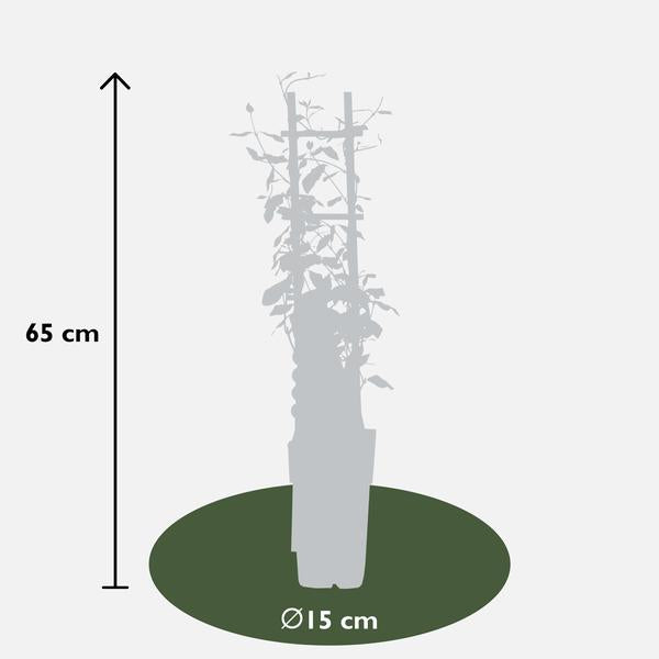 Trachelospermum 'Star of Toscana' - Toscaanse Jasmijn Geel - Ø15cm - ↕65cm