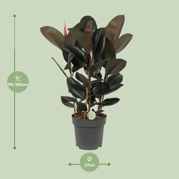 Ficus Abidjan - Ø27cm - ↕90cm