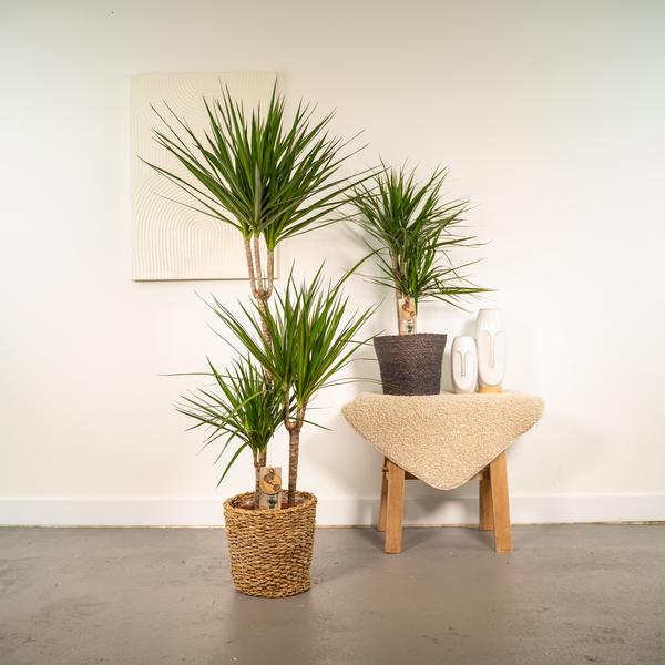 Dracaena - ↨120cm - Ø21cm + Dracaena - 70cm - Ø17cm