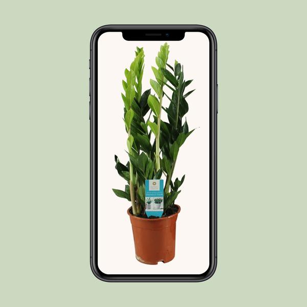 Zamioculcas Zamiifolia - Ø17cm - ↕65cm