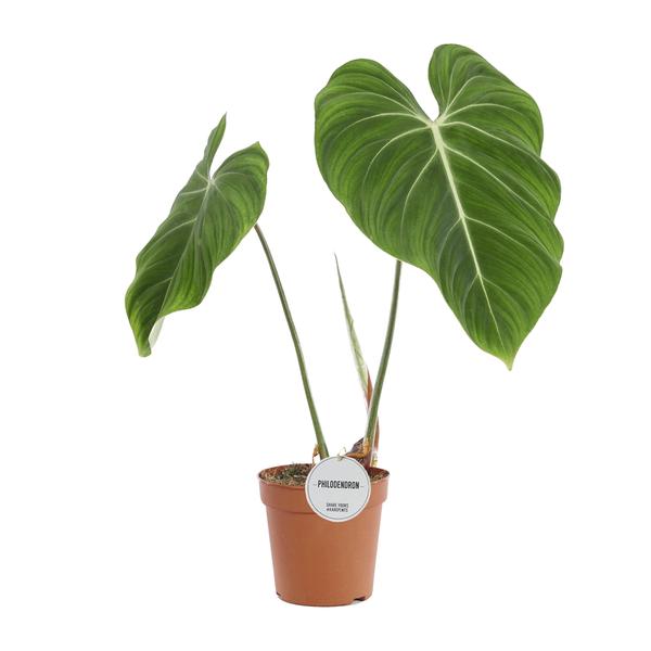 Philodendron Gloriosum - Ø15cm - ↕45cm