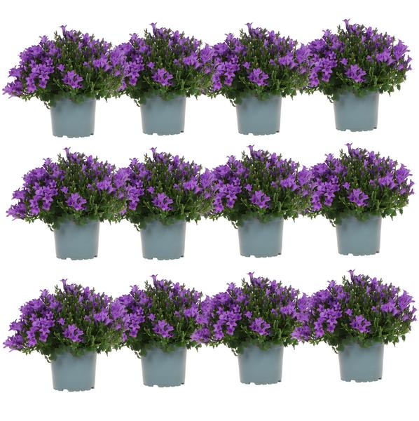 Campanula Addenda - Klokjesbloem paars potmaat 12cm - 2m2 bodembedekker - 12 stuks - Ambella purple - tuinplanten - winterhard