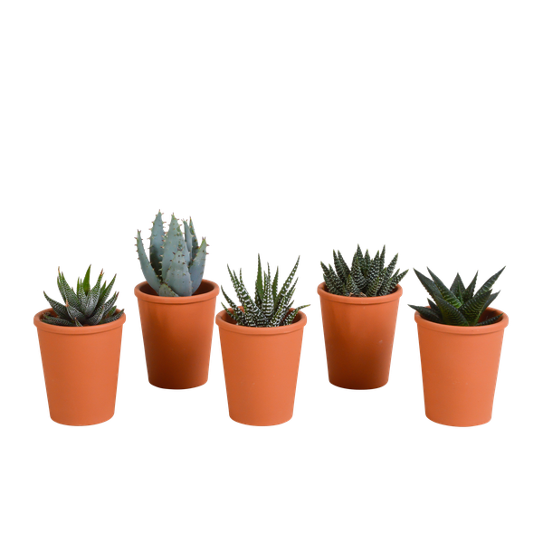 Gasteria/Haworthia mix 5,5cm - 5x - in terracotta pot