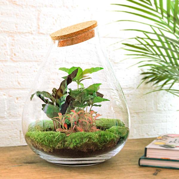 DIY terrarium - Drop XL Rood - ↕ 37 cm - Rake + Shovel + Tweezer