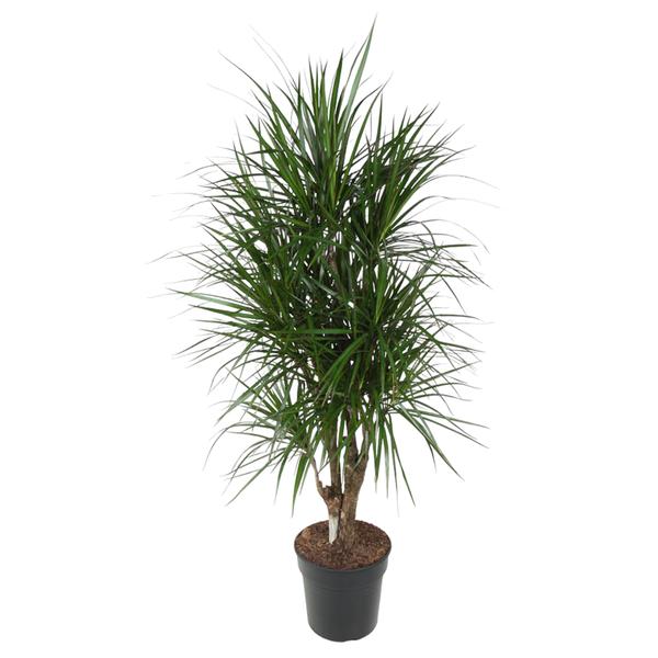 Dracaena Marginata vertakt - 140 cm - ø31