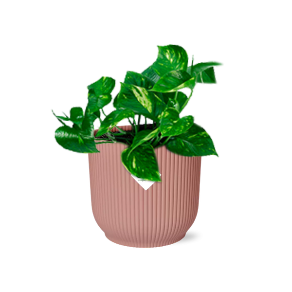 Epipremnum Pinnatum ‘Aureum’ in ELHO Vibes Fold 14cm roze