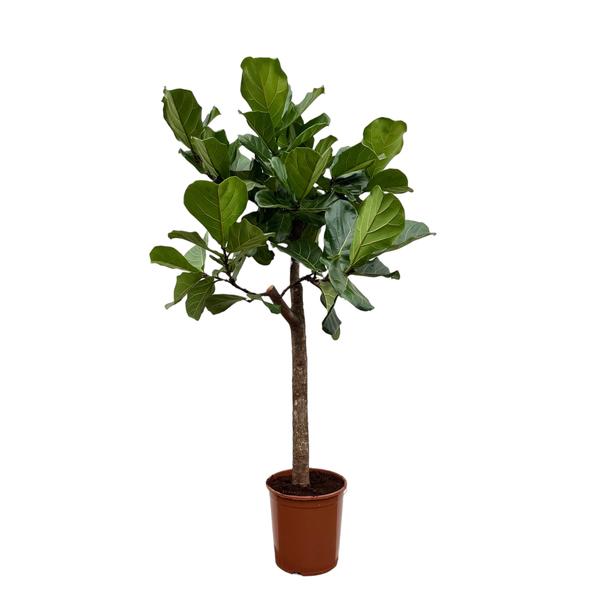 Ficus Lyrata boom - 150 cm - ø30