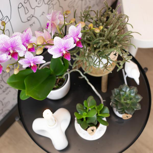 Kolibri Orchids | Roze Phalaenopsis orchidee - Mineral Rotterdam - potmaat Ø9cm | bloeiende kamerplant - vers van de kweker