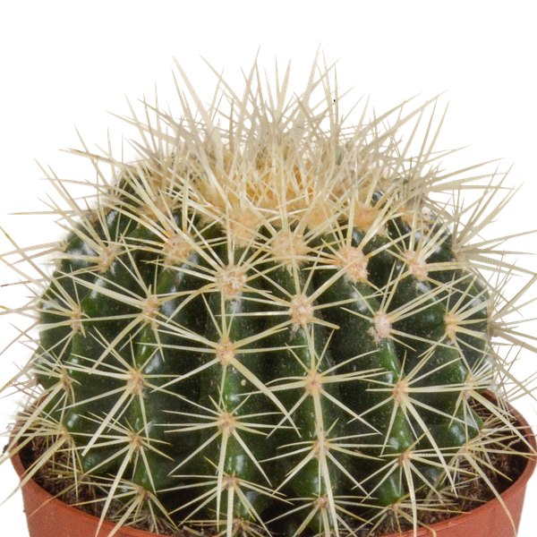 Echinocactus grusonii 12cm