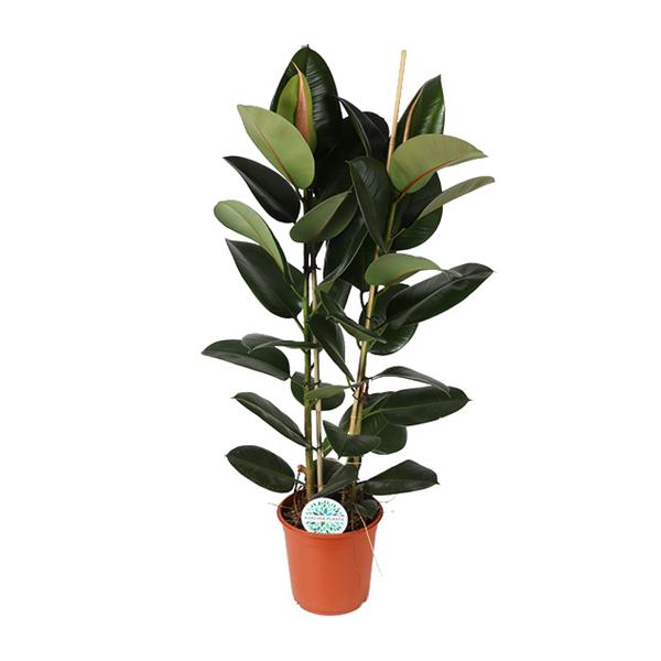 Ficus Elastica Robusta - Ø24cm - ↕110cm