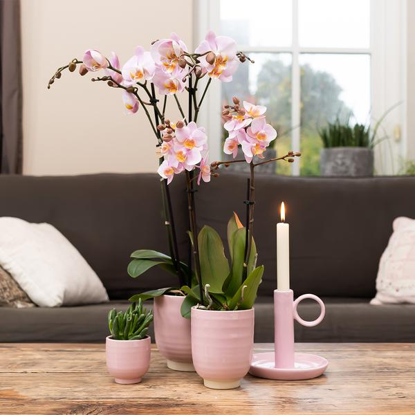 Kolibri Orchids | roze Phalaenopsis orchidee -Mineral Kikion - potmaat Ø12cm | bloeiende kamerplant - vers van de kweker