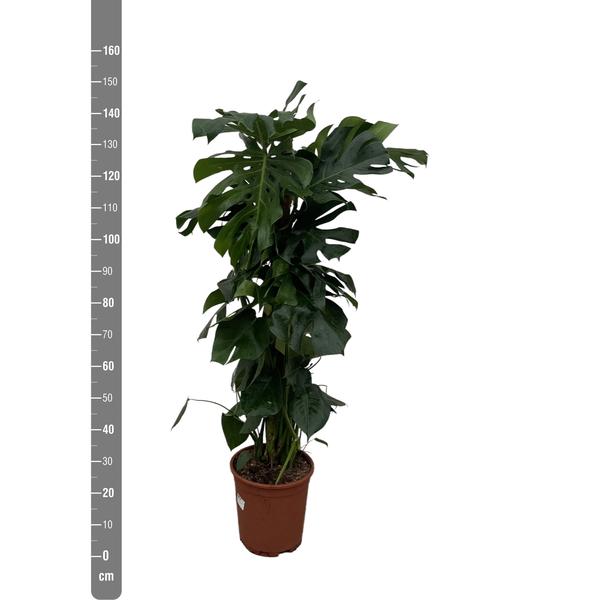 Monstera Deliciosa XXL - 150cm - ⌀27