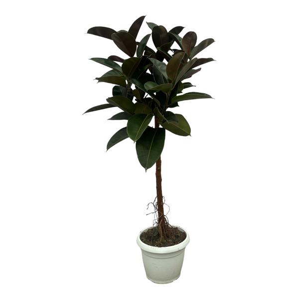 Ficus Elastica Robusta stam - 140 cm - Ø32cm