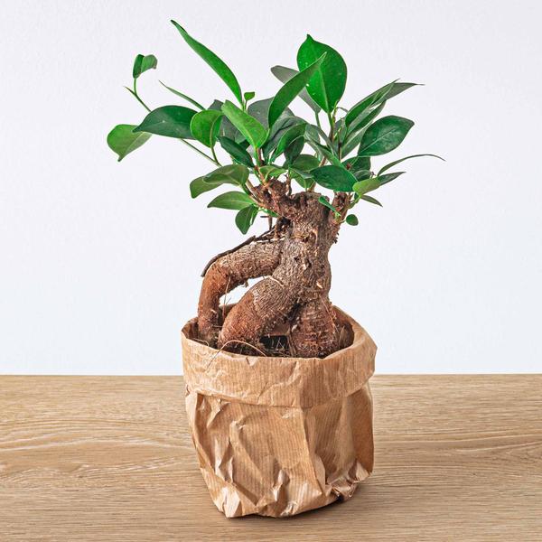 Ficus microcarpa ginseng bonsai  - Potmaat 9