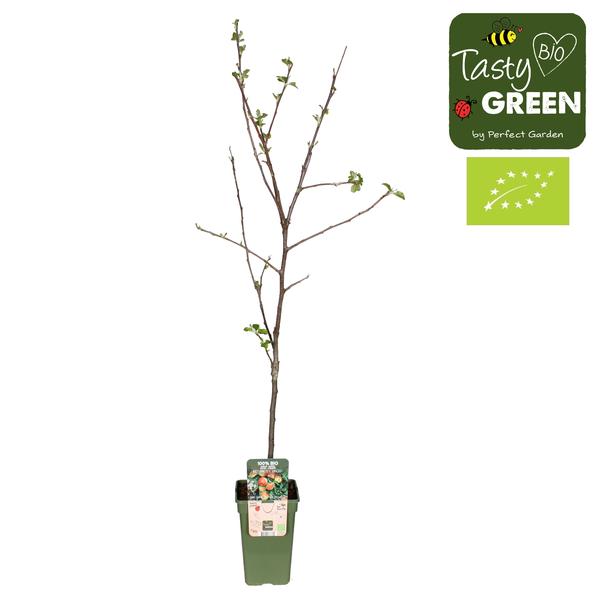 Malus Domestica Jonagold - Appel - Ø19cm - ↕60cm