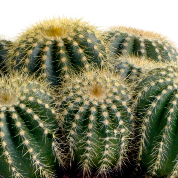 Eriocactus warasii 12cm