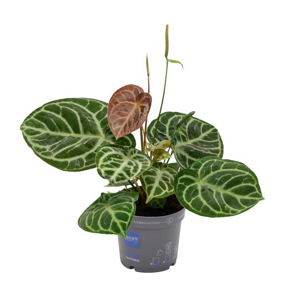 Anthurium Crystal Hybride Compact - Ø17cm - ↕40cm