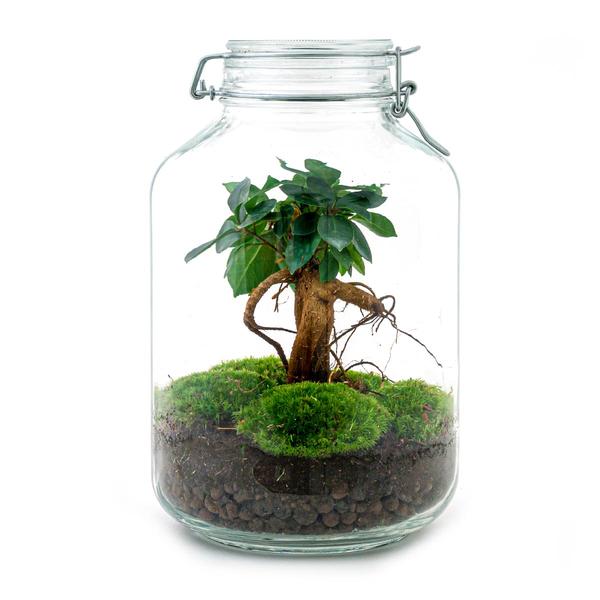 DIY terrarium - Jar - Ficus Ginseng bonsai - ↕ 28 cm - Normal