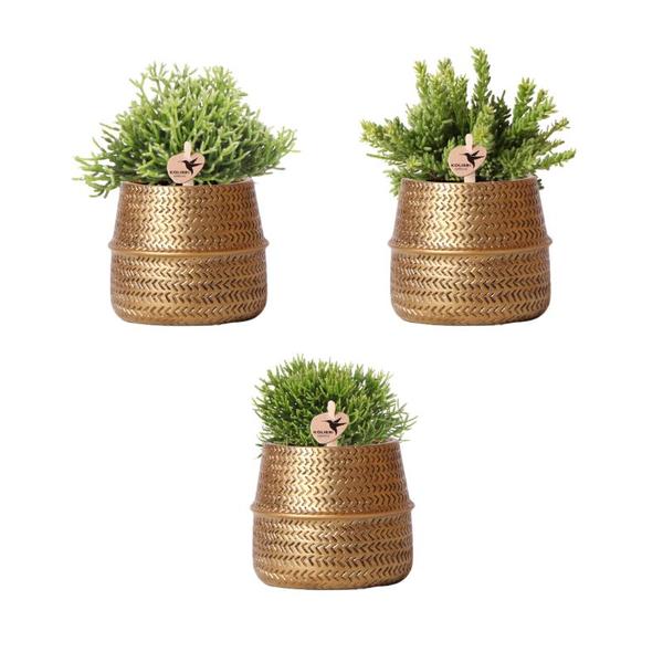 Kolibri Greens | Planten set - met 3 succulenten mix - incl. keramieken sierpotten | potmaat Ø9cm