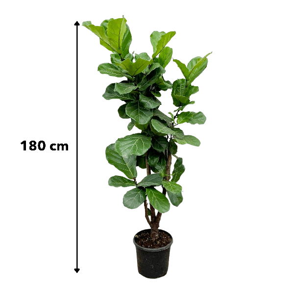 Ficus Lyrata vertakt - 170cm - ⌀32