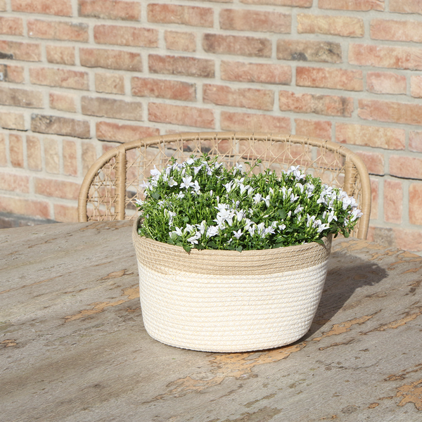 Campanula Addenda Ambella white - Cotton schaal met Campanula met watergeefsysteem - 3 stuks - Klokjesbloem wit- potmaat 12cm - binnen & buiten