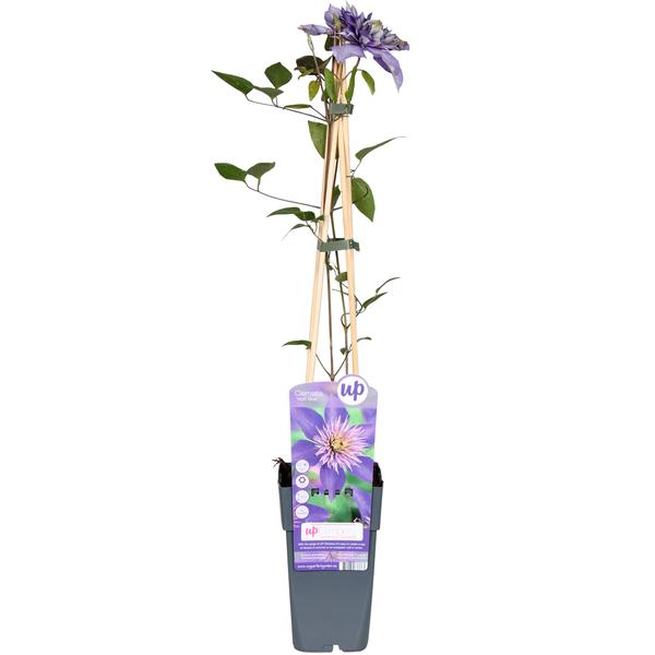 Clematis Multi Blue - Clematis Blauw - Ø15cm - ↕65cm