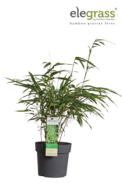 Fargesia rufa - Niet woekerende bamboe - Ø29cm - ↕80cm - Ø14 - ↨40cm