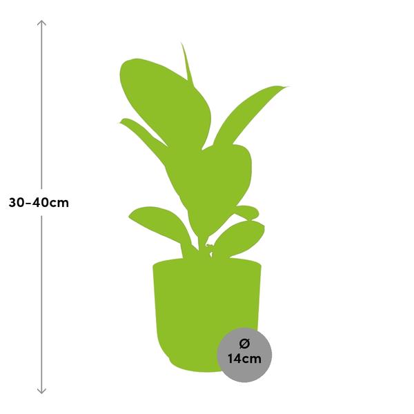 Ficus Elastica ‘Robusta’ in ELHO Vibes Fold 14cm geel