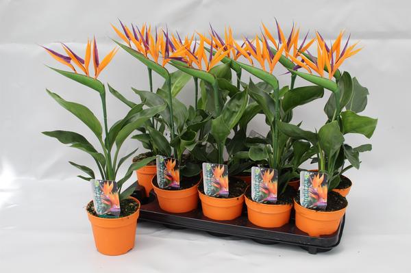 Strelitzia Reginae P13 2pp (met Kunstbloem) - Ø13cm - ↕35cm