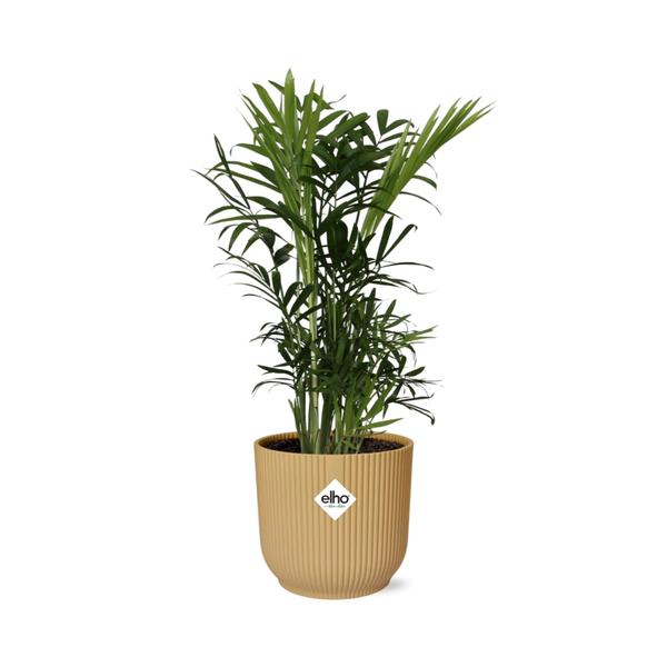 Chamaedorea Elegans in ELHO Vibes Fold 14cm geel