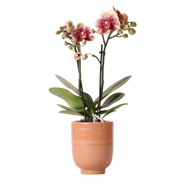 Kolibri Orchids | Geel rode Phalaenopsis orchidee - Spain + Glazed sierpot cognac - potmaat Ø9cm - 40 cm hoog | bloeiende kamerplant - vers van de kweker