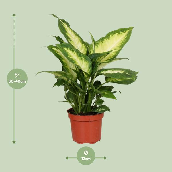 Dieffenbachia Camilla - Ø12cm - ↕35cm