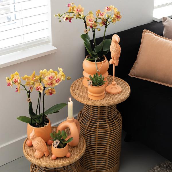 Kolibri Orchids | Oranje Phalaenopsis orchidee – Jamaica + Rolling sierpot peach – potmaat Ø9cm | bloeiende kamerplant in bloempot - vers van de kweker