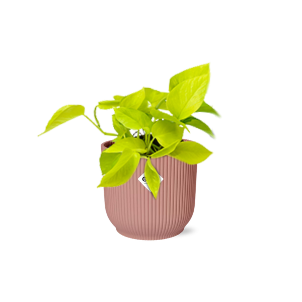 Epipremnum Pinnatum ‘Golden Pothos’ in ELHO Vibes Fold 14cm roze