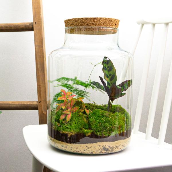 DIY terrarium - Milky - ↕ 30 cm - Normal