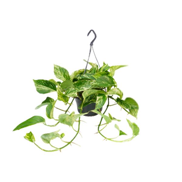 Epipremnum Marble Queen - Scindapsus - Ø15cm - ↕25cm - Ø15 - ↨25cm