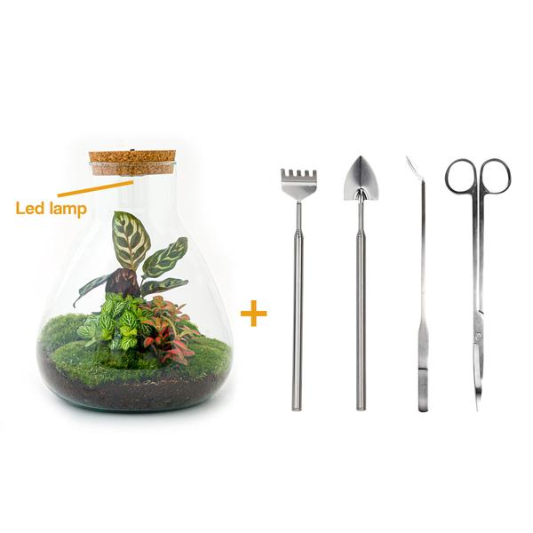 DIY terrarium - Sam Calathea with Light - ↕ 30 cm - Rake + Shovel + Tweezer + Scissors