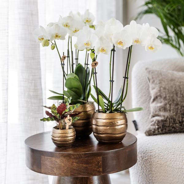 Kolibri Orchids | Geel rode phalaenopsis orchidee - Spain + Bee pot - potmaat Ø9cm | bloeiende kamerplant - vers van de kweker