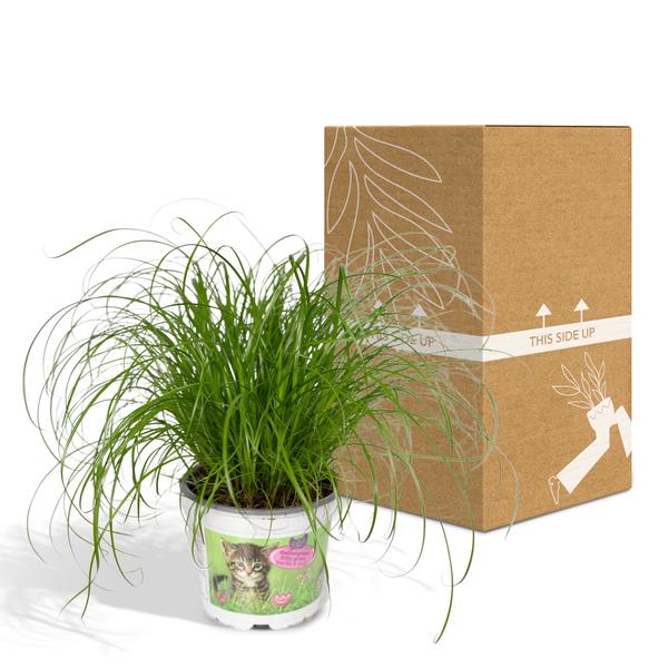 Cyperus Alternifolius - Kattengras - Ø12cm - ↕20cm