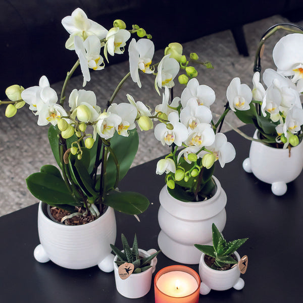 Kolibri Orchids | COMBI DEAL van 2 witte Phalaenopsis orchideeën - Amabilis - potmaat Ø9cm | bloeiende kamerplant - vers van de kweker