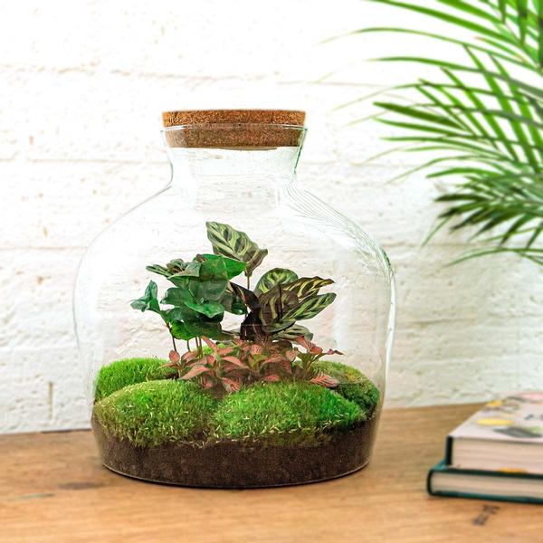 DIY terrarium - Fat Joe Coffea - ↕ 30 cm - Normal