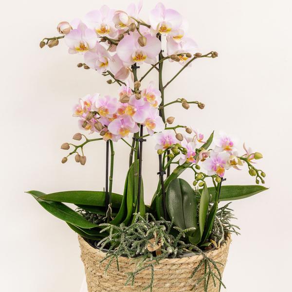 Kolibri Home - Inlay met waterreservoir met watergeeflonten voor orchideeënschaal - watergeefsysteem voor orchideeën Ø25cm - Inlay 1x12 + 2x9 - Field Bouquet + 3x watergeeflonten