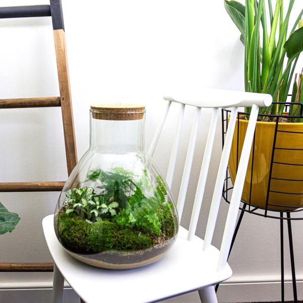 DIY terrarium - Sam XL - ↕ 35 cm - Normal