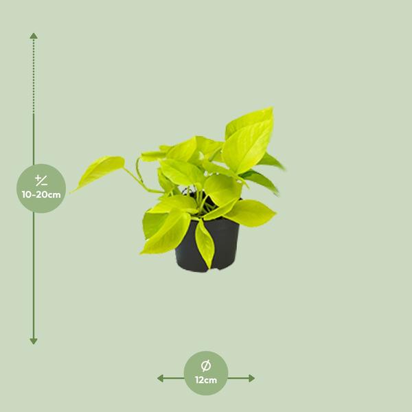 Epipremnum Golden Pothos - Scindapsus - Ø12 - ↕15cm