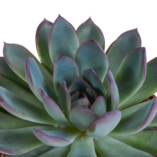 Echeveria mix 10.5 cm - 3x - in terracotta pot