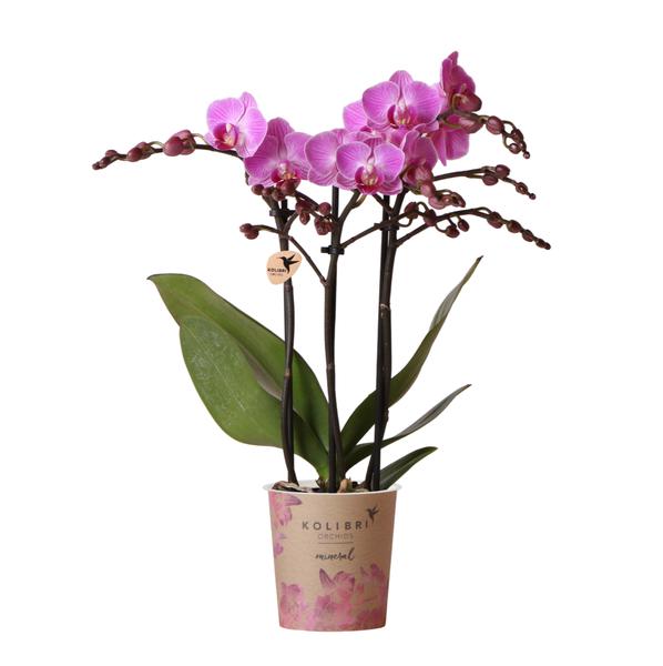 Kolibri Orchids | Paars/ roze Phalaenopsis orchidee - Mineral Vienna - potmaat Ø9cm | bloeiende kamerplant - vers van de kweker