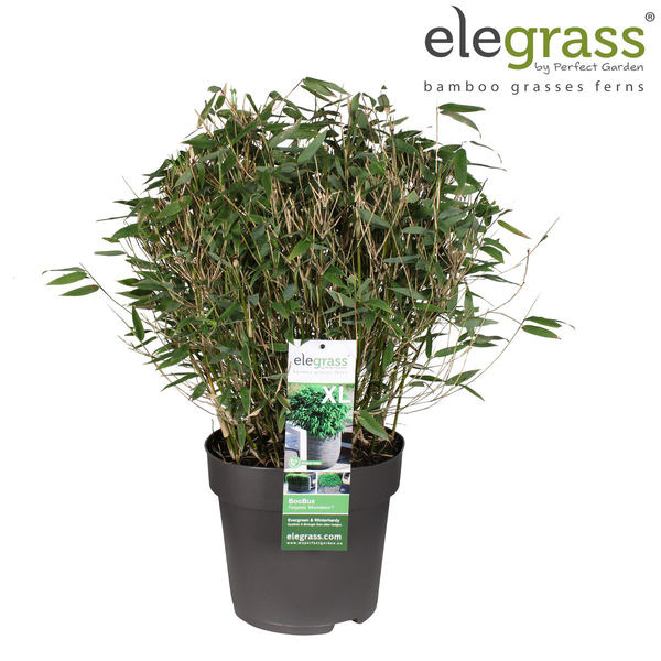 Fargesia 'Moontears'Â® Boobux - Compact groeiend, niet woekerende bamboe - Ø29cm - ↕70cm