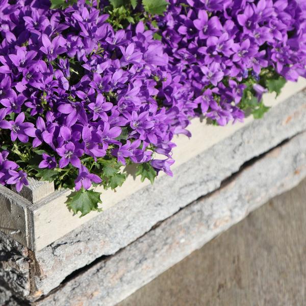 Campanula Addenda - Klokjesbloem paars potmaat 12cm - 1m2 bodembedekker - 6 stuks - Ambella purple - tuinplanten - winterhard