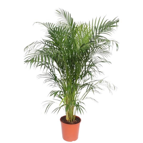 Dypsis Lutescens (Areca Palm) - 150 cm - ø30