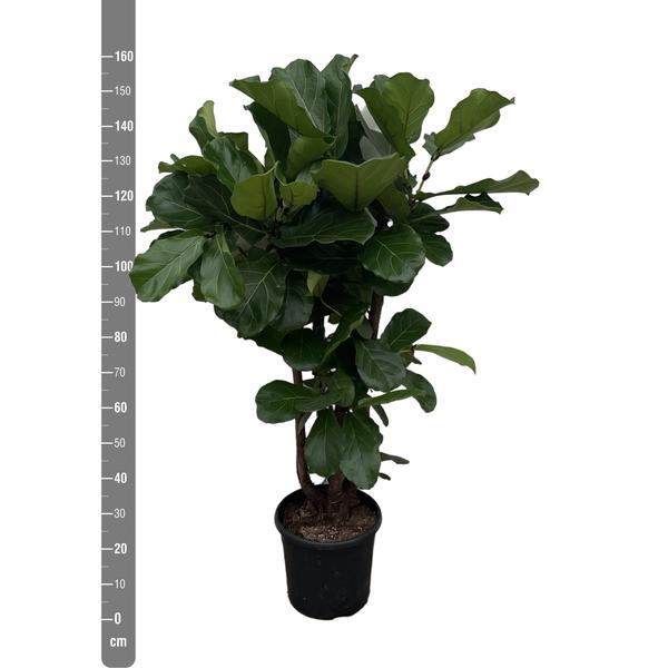 Ficus Lyrata vertakt - 150cm - ø24